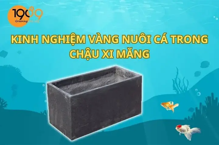 Kinh Nghiệm Vàng Trong Việc Nuôi Cá Trong Chậu Xi Măng | 1989 ...