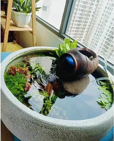 Chậu Sứ Nuôi Cá Cảnh: Hướng Dẫn Chi Tiết Từ A-z