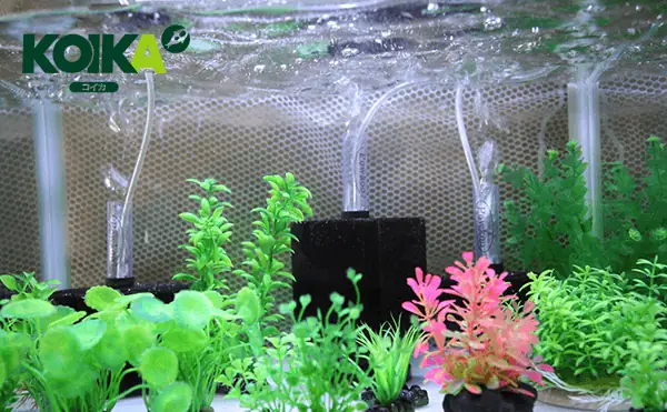 Tác Dụng Của Bộ Lọc Vi Sinh Cho Bể Cá