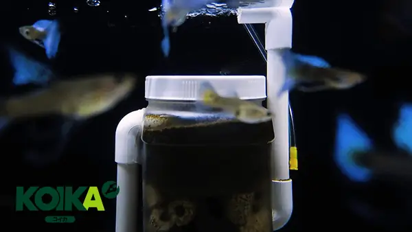 Cách Chế Lọc Vi Sinh Cho Bể Cá Đơn Giản Nhưng Chất Lượng