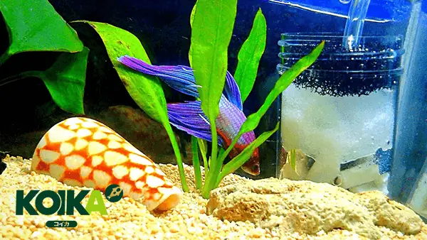 Lọc Sủi Vi Sinh Hút Cặn Bẩn