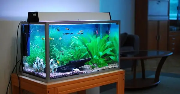 Lựa Chọn Máy Lọc Nước Bể Cá Phù Hợp