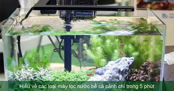Hiểu Về Các Loại Máy Lọc Nước Bể Cá Cảnh Chỉ Trong 5 Phút Hiểu Về Các Loại Máy Lọc Nước Bể Cá Cảnh Chỉ Trong 5 Phút