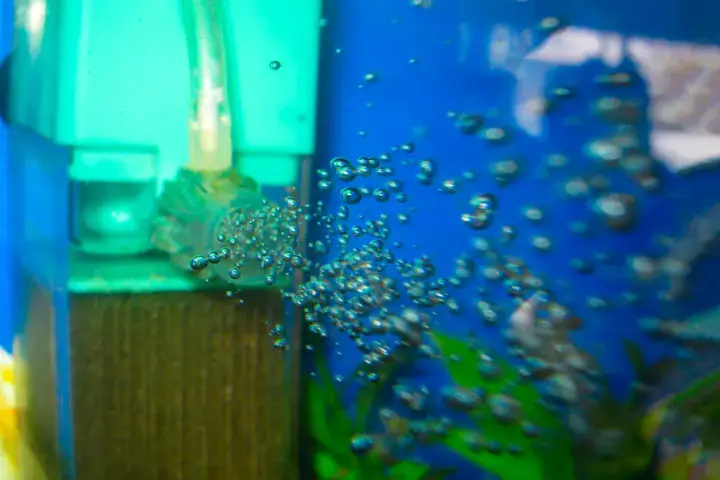 Tại Sao Bể Cá Cần Sục Khí? Tại Sao Bể Cá Cần Sục Khí?