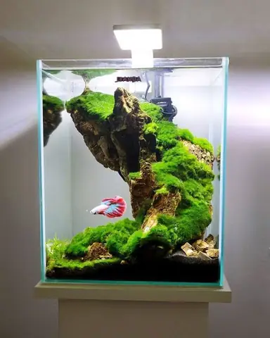 "chơi" Bể Thủy Sinh Vốn Là Một Thú Vui "đắt Đỏ". Nhưng Giờ Đây, Với Ngân Sách Ít Ỏi, Chỉ Từ Khoảng 250.000 Đồng, Là Bạn Sẽ Có Được Một Chiếc Bể Thủy Sinh Mini Xinh Yêu Để Ở Bàn Làm Việc.