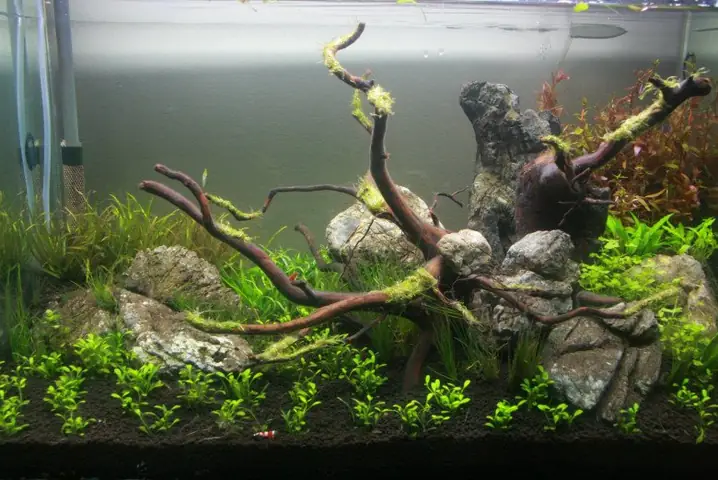 "chơi" Bể Thủy Sinh Vốn Là Một Thú Vui "đắt Đỏ". Nhưng Giờ Đây, Với Ngân Sách Ít Ỏi, Chỉ Từ Khoảng 250.000 Đồng, Là Bạn Sẽ Có Được Một Chiếc Bể Thủy Sinh Mini Xinh Yêu Để Ở Bàn Làm Việc.