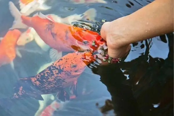 -chi Phí Máy Bơm Nước Và Máy Sủi Khí