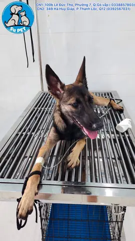 Chi Phí Mổ Sỏi Thận Chó Mèo