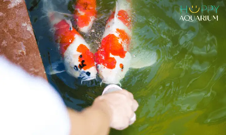 Cập Nhật Bảng Giá Thức Ăn Cho Cá Koi Đầy Đủ Và Chi Tiết Nhất Hiện Nay