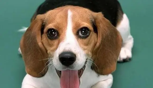 Bạn Có Luôn Tự Hỏi Liệu Con Chó Của Bạn Có Phải Là Thiên Tài Không? Bạn Muốn Biết Liệu Nó Có Chỉ Số Iq Cao Không? Đừng Lo Lắng, Hôm Nay Chúng Tôi Ở Đây Để Giải Mã Nó Cho Bạn! Nếu Con Chó Của Bạn Thể Hiện Tốt Những Khía Cạnh Này, Nó Có Thể Là Thú Cưng Có Trí Thông Minh Vượt Trội.