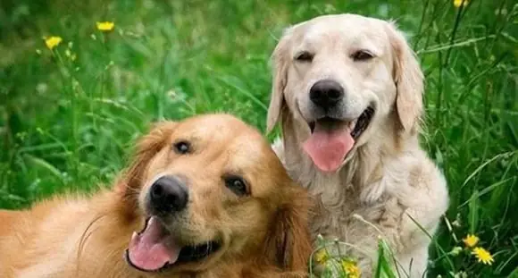 Bạn Có Luôn Tự Hỏi Liệu Con Chó Của Bạn Có Phải Là Thiên Tài Không? Bạn Muốn Biết Liệu Nó Có Chỉ Số Iq Cao Không? Đừng Lo Lắng, Hôm Nay Chúng Tôi Ở Đây Để Giải Mã Nó Cho Bạn! Nếu Con Chó Của Bạn Thể Hiện Tốt Những Khía Cạnh Này, Nó Có Thể Là Thú Cưng Có Trí Thông Minh Vượt Trội.