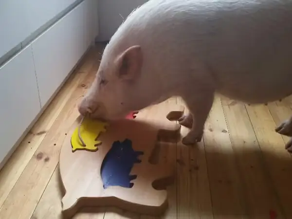 Chỉ Số Iq Của Lợn Và Chó