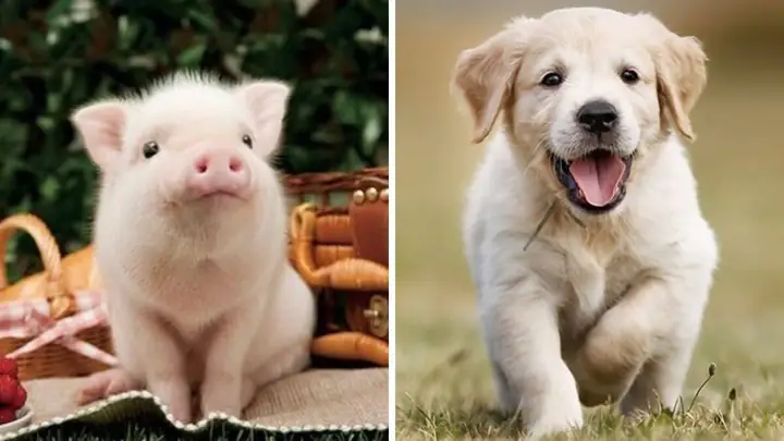 Chỉ Số Iq Của Lợn Và Chó Là Bao Nhiêu?