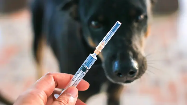 Vì Sao Cần Tiêm Phòng Dại Khi Bị Chó Cắn?