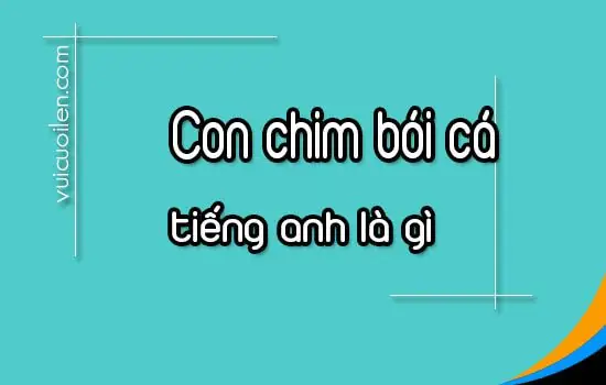 Con Chim Bói Cá Tiếng Anh Là Gì