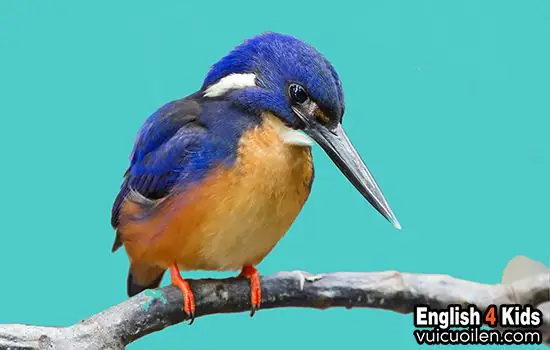 Xem Thêm Một Số Con Vật Khác Trong Tiếng Anh