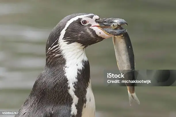 Chim Cánh Cụt Ăn Cá: Khám Phá Sinh Trưởng, Hành Vi Và Mối Liên Hệ Thiên Nhiên