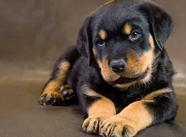 Những Đặc Điểm Nhận Dạng Của Chó 4 Mắt Chân Vàng Những Đặc Điểm Nhận Dạng Của Chó 4 Mắt Chân Vàng