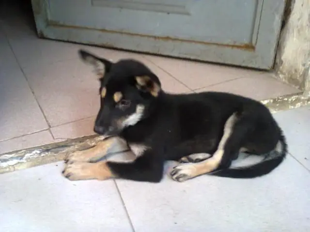 Chó 4 Mắt Có Tốt Không? Phân Tích Khoa Học & Đánh Giá Toàn Diện