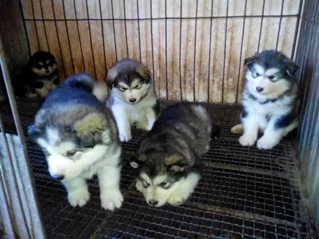 Chăm Sóc Tổng Thể