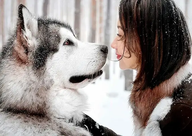 Chó Alaska Đẻ Bao Nhiêu Con Một Lứa?