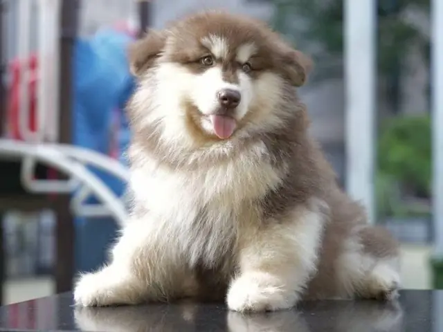 Chó Alaska Giá Rẻ 300k Có Phải Sự Thật?