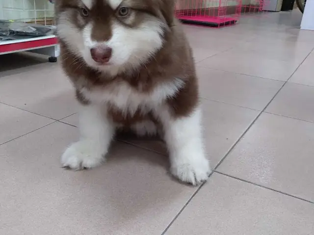 Chó Alaska Giá Rẻ 300k