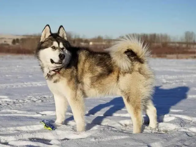 Giá Bán Chó Alaska Khổng Lồ