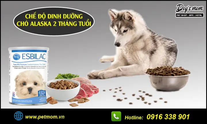Chế Độ Dinh Dưỡng Cho Chó Alaska 2 Tháng Tuổi