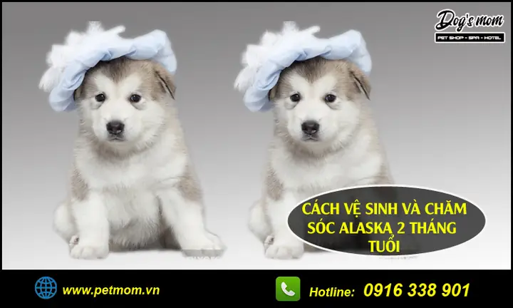 B) Vệ Sinh Và Chăm Sóc Alaska 2 Tháng Tuổi