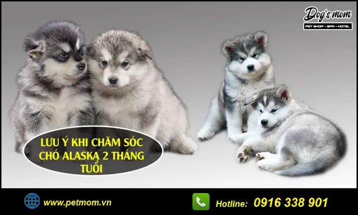 Chăm Sóc Chó Alaska 2 Tháng Tuổi Như Thế Nào?