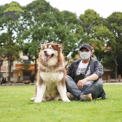 Lợi Ích Khi Nuôi Chó Alaska Hồng Phấn