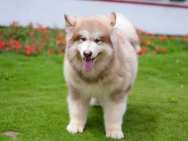 Giới Thiệu Chó Alaska Hồng Phấn