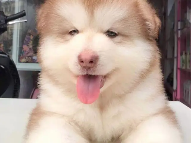 Tham Khảo Bảng Giá Chó Alaska Hồng Phần Tại Laputa Farm