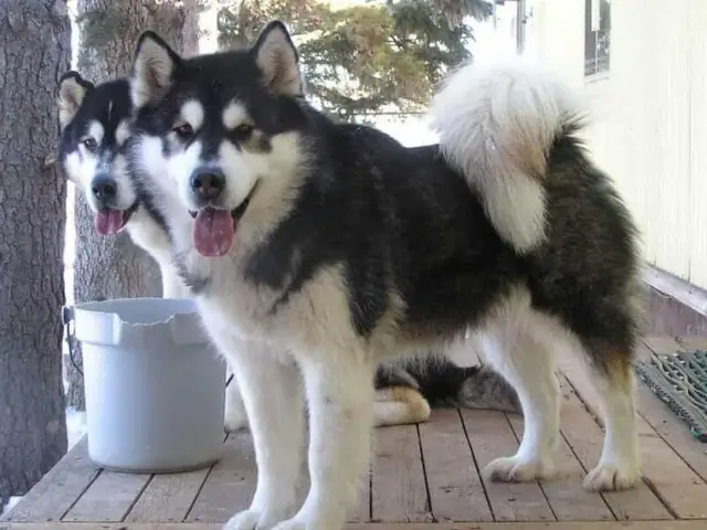 Tập Tính Chó Alaska Xám Trắng