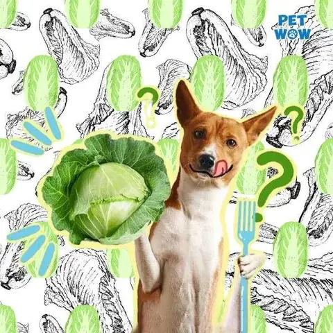 Chó Có Thể Ăn Bắp Cải Không?