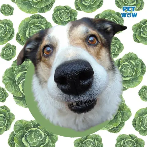 Chó Có Thể Ăn Lá Bắp Cải Không?