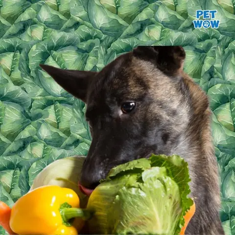 Chó Có Thể Ăn Bắp Cải Sống Không?