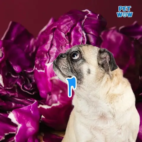 Chó Có Thể Ăn Bắp Cải Đỏ Không?