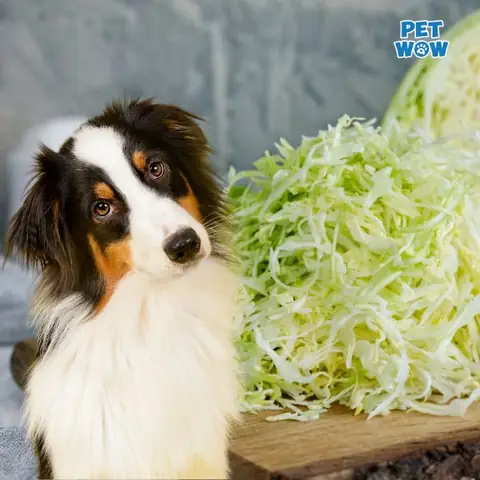 Làm Thế Nào Để Cho Chó Ăn Bắp Cải An Toàn?