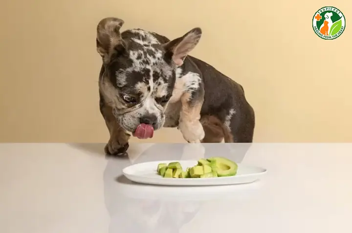 Chó Ăn Bơ Được Không?