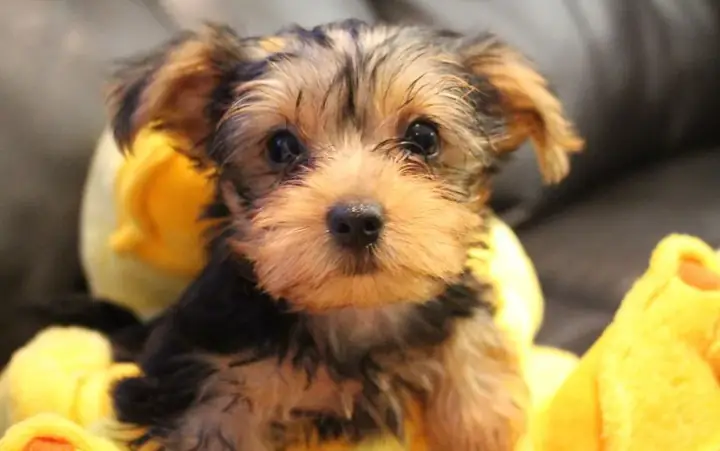 Chó Có Thể Ăn Bao Nhiêu Lát Dưa Chuột?