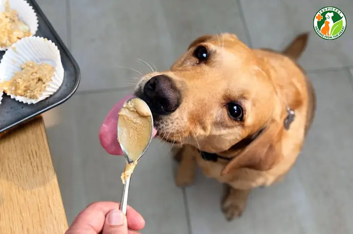 Làm Bơ Đậu Phộng Cho Chó