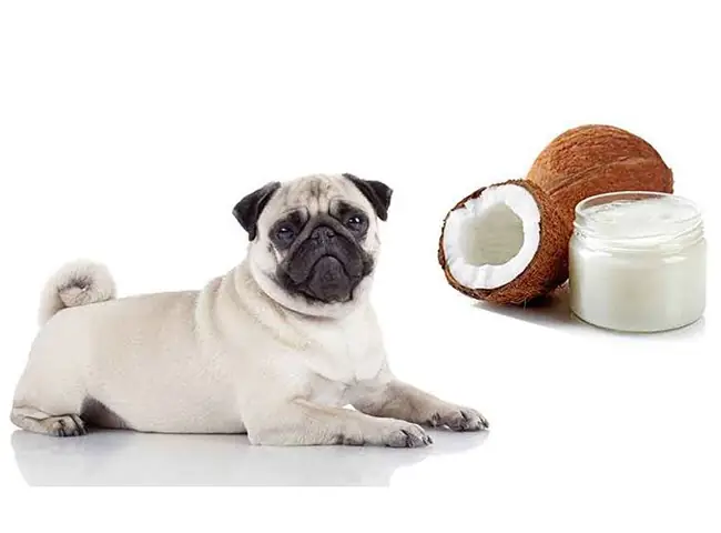 Lợi Ích Khi Chó Ăn Dừa Lợi Ích Khi Chó Ăn Dừa