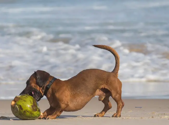 Chó Uống Nước Dừa Chó Uống Nước Dừa