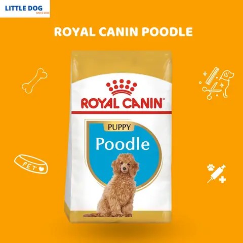 Chó Ăn Gì Đẹp Lông