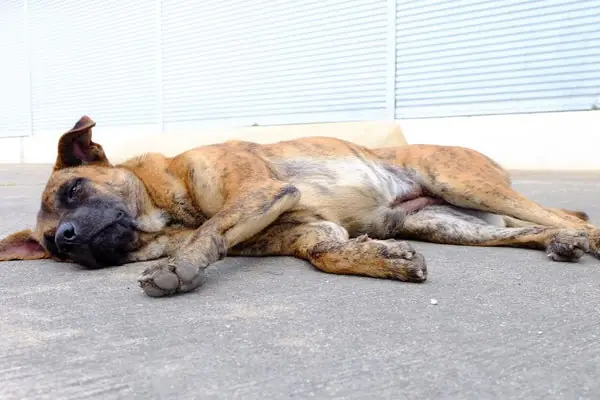 Chó Ăn Hoài Không Mập: Nguyên Nhân Khoa Học Và Cách Chăm Sóc Chó Ăn Hoài Không Mập: Nguyên Nhân Khoa Học Và Cách Chăm Sóc