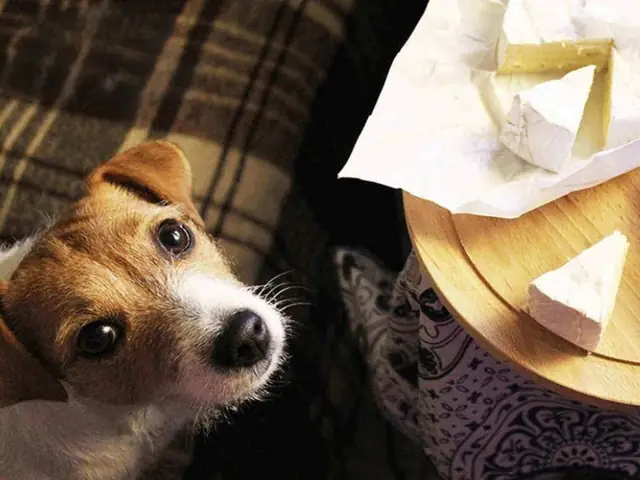 Lợi Ích Khi Cho Chó Ăn Phô Mai Đúng Cách Lợi Ích Khi Cho Chó Ăn Phô Mai Đúng Cách