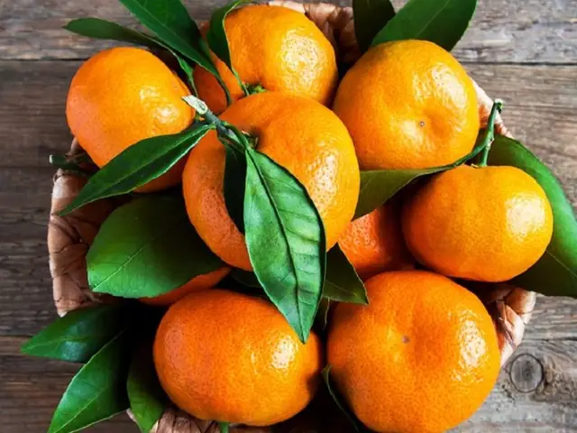 Lợi Ích Của Quýt Đối Với Chó