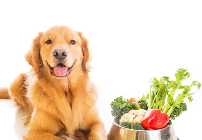 Những Loại Rau Gì Tốt Cho Chó: Dinh Dưỡng Tự Nhiên Cho Sức Khỏe Toàn Diện